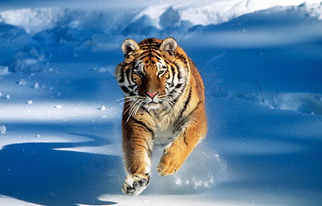 tiger in snow